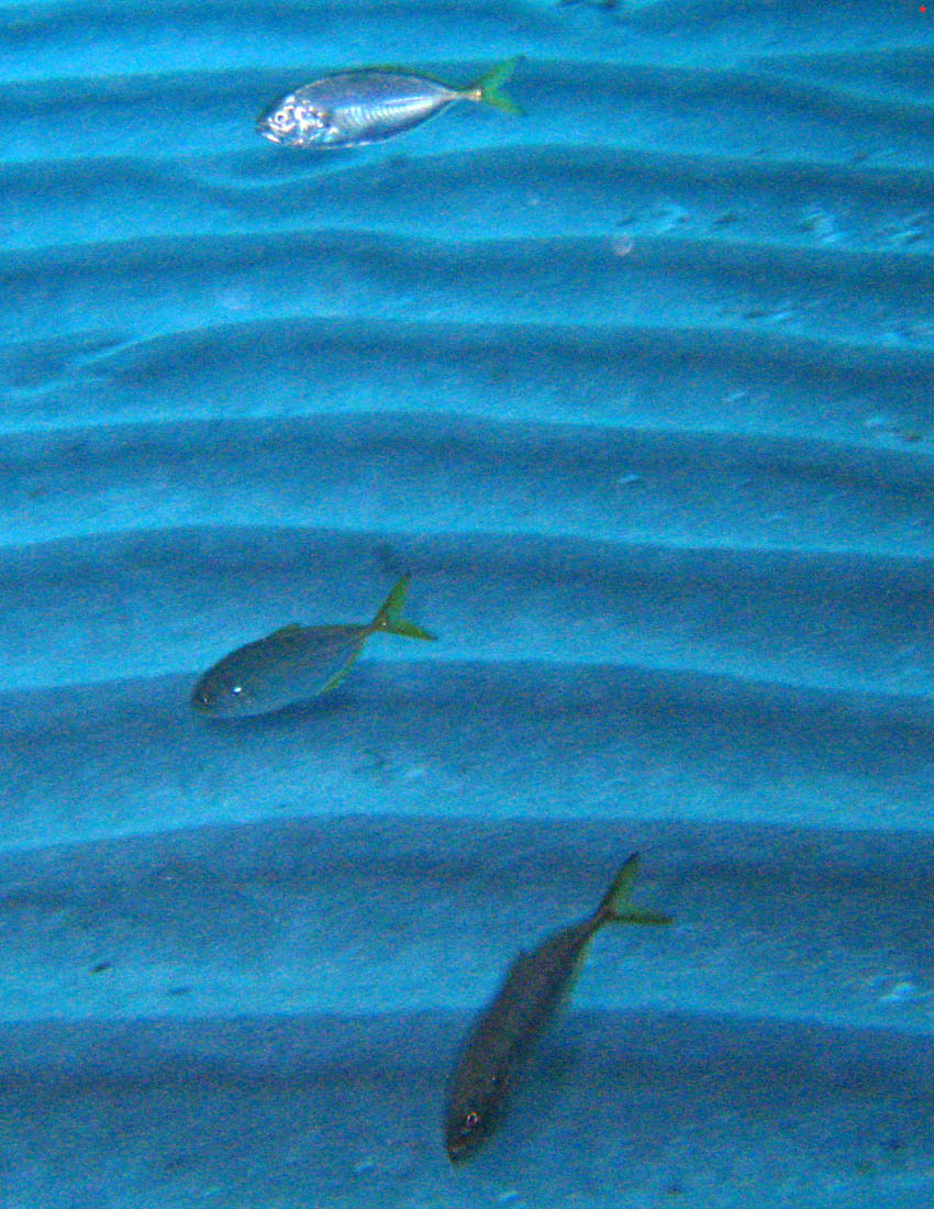 Pesce con la coda gialla (juvenile Caranx crysos)